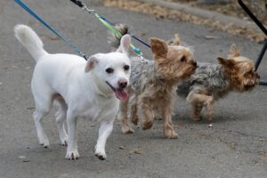 Beseitigung/Mitnahme Hundekot und Hundeanleinpflicht im Gemeindegebiet Allershausen