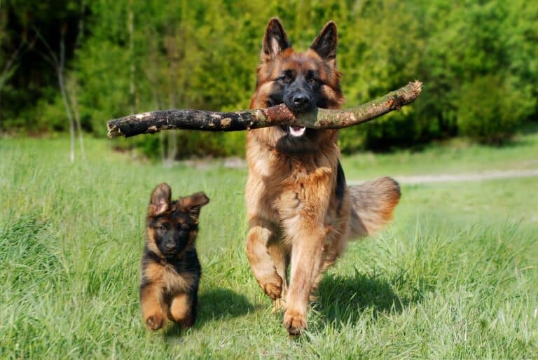 Schäferhunde